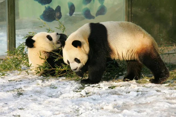 Panda Worden Gezien Spelen Sneeuw Grond Een Dierentuin Weifang Oost — Stockfoto