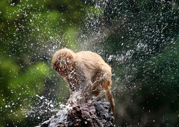 Małpa Gra Wodą Aby Ochłodzić Się Upalny Pogoda Huaibei Zoo — Zdjęcie stockowe