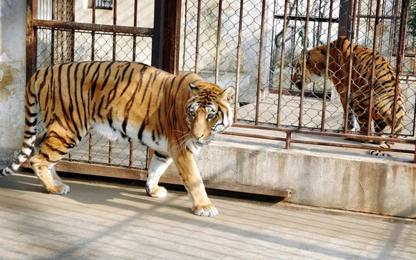 Los Tigres Del Sur China Ven Centro Cría Tigres Del —  Fotos de Stock