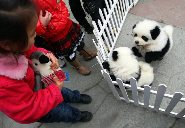 Kids Look Two Chow Chows Which Look Pandas Special Make — Stock Photo, Image
