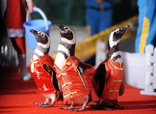 Los Pingüinos Que Llevan Cheongsams Ven Hangzhou Polar Ocean Park — Foto de Stock