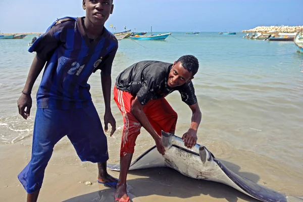 Dwóch Somalijskich Rybaków Pokaż Devilfish Złapali Bosaso Boosaaso Somalia Styczeń — Zdjęcie stockowe