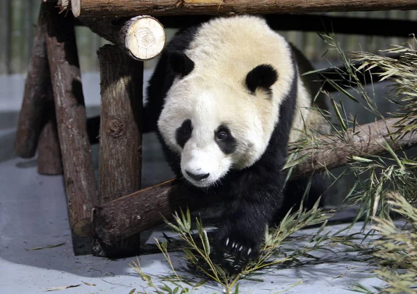 Gigantyczna Panda Bifengxia Base Wolong Giant Panda Reserve Center Jest — Zdjęcie stockowe