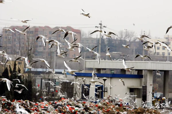 Möwenschwärme Suchen Nahrung Auf Einer Müllhalde Der Stadt Qingdao Provinz — Stockfoto