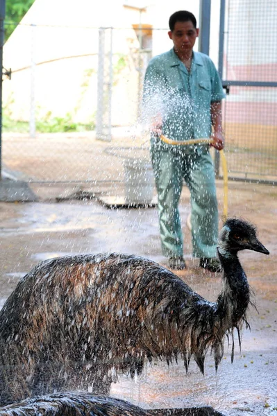 Een Chinese Arbeider Spuitwater Een Emu Koelen Het Swelterende Weer — Stockfoto