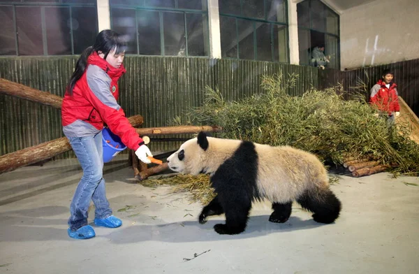 Criador Chino Alimenta Panda Gigante Bifengxia Base Del Wolong Giant — Foto de Stock