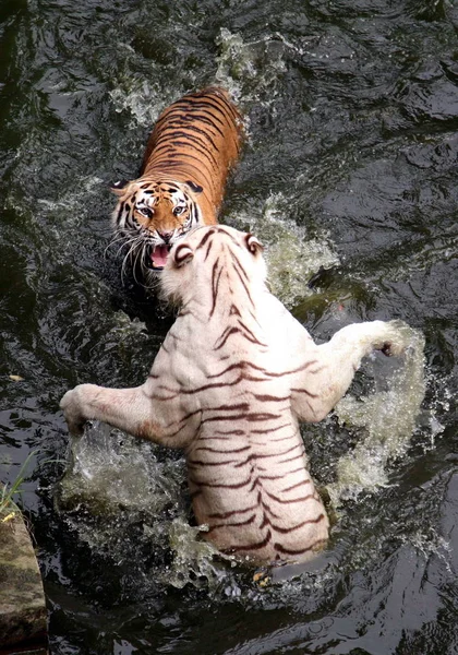 Tigre Branco Bengala Tigre Siberiano Lutam Para Reivindicar Piscina Queimadores — Fotografia de Stock