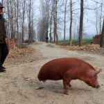 A pig with only two legs is seen walking at a village in Mengcheng county, east Chinas Jiangsu province, 24 November 2011