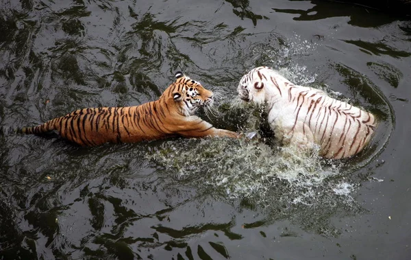 Tigre Blanco Bengala Tigre Siberiano Luchan Para Reclamar Piscina Abrasadores — Foto de Stock