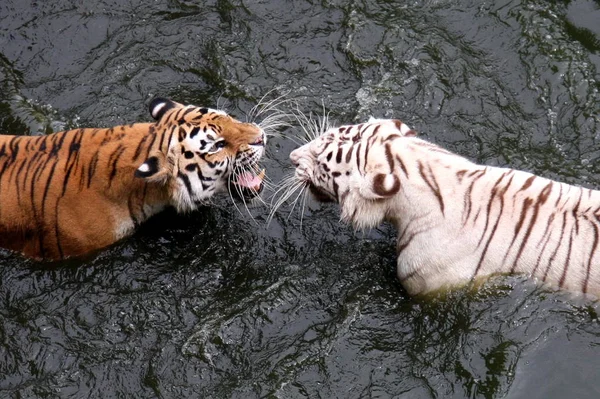 Vit Bengal Tiger Och Sibirisk Tiger Roar Varandra Pool Innan — Stockfoto