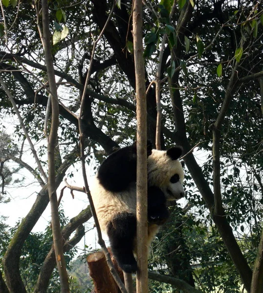 Tio Jättepandorna Från Sichuan Provinsen Klättrar Upp Ett Träd Shanghai — Stockfoto