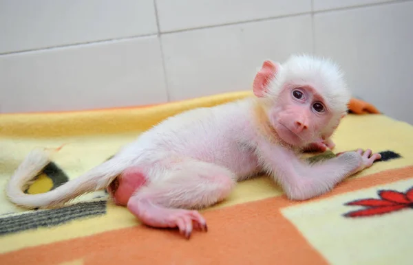 Bebé Babuino Blanco Yace Sobre Una Manta Zoológico Vida Silvestre —  Fotos de Stock
