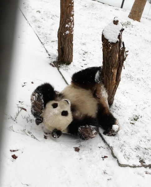 2011年12月15日 在中国东部山东省烟台的一个动物园里 看到一只大熊猫在雪地上玩耍 — 图库照片