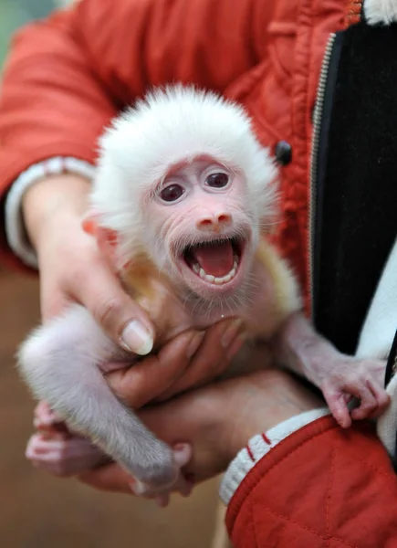 Guarda Zoológico Mostra Bebê Babuíno Branco Zoológico Vida Selvagem Yancheng — Fotografia de Stock