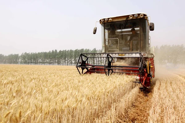 Китайский Фермер Водит Машину Сбора Урожая Пшеницы Полях Деревне Даокоу — стоковое фото