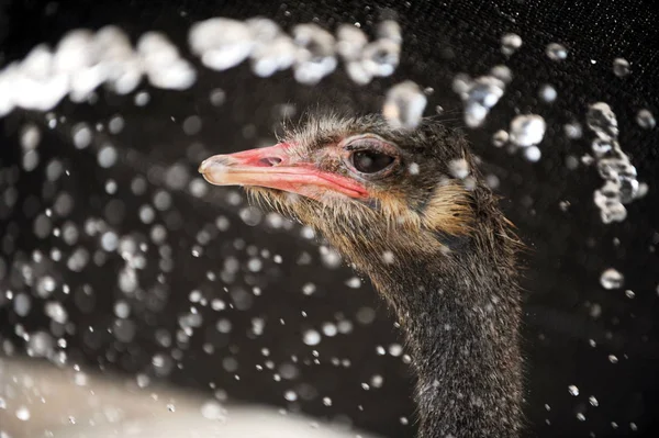 Een Struisvogel Koelt Zich Water Spray Zinderende Weer Een Dierentuin — Stockfoto