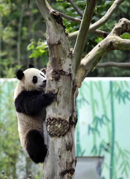 Expo Panda Wspina Się Drzewo Expo Panda House Shanghai Safari — Zdjęcie stockowe