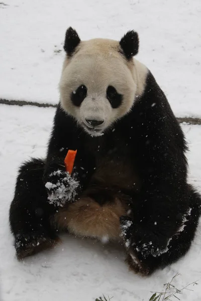 2011年12月15日 在中国东部山东省烟台的一个动物园里 在雪地上看到一只大熊猫 — 图库照片