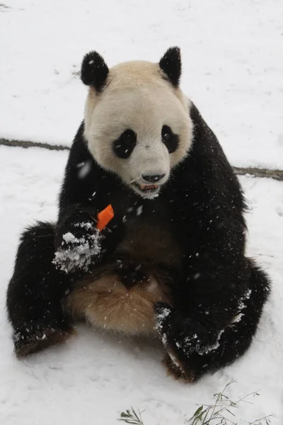 2011年12月15日 在中国东部山东省烟台的一个动物园里 在雪地上看到一只大熊猫 — 图库照片