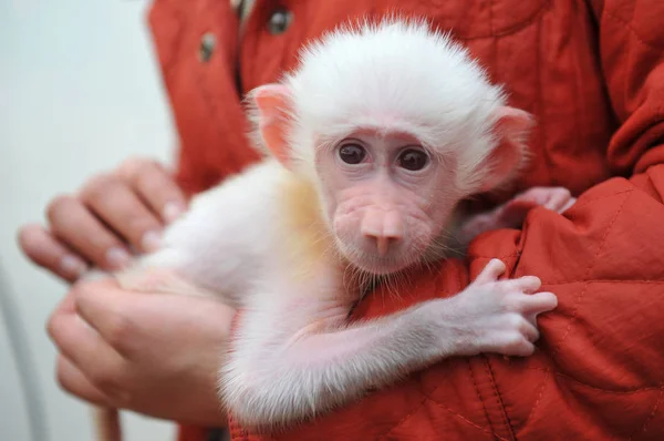 Guarda Zoológico Mostra Bebê Babuíno Branco Zoológico Vida Selvagem Yancheng — Fotografia de Stock