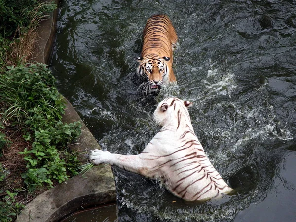 Tigre Branco Bengala Tigre Siberiano Lutam Para Reivindicar Piscina Queimadores — Fotografia de Stock