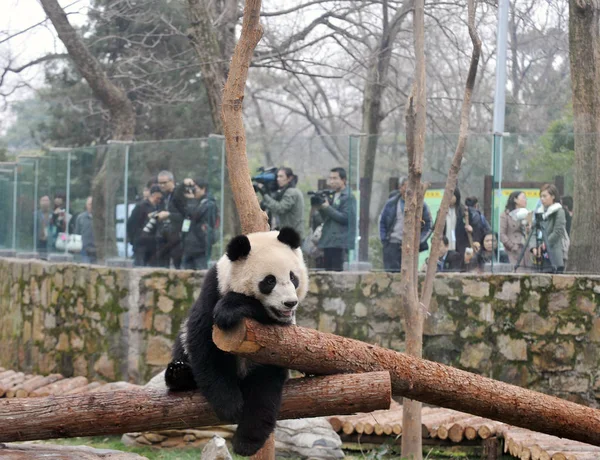 One Ten Giant Pandas Sichuan Province Has Fun Shanghai Zoo — Stock Photo, Image