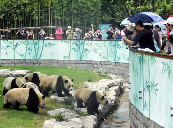 Tourists Look Expo Pandas Expo Panda House Shanghai Safari Park — Stock Photo, Image