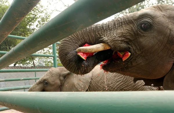 Filler Zhengzhou Şehir Zhengzhou Hayvanat Bahçesi Nde Bunaltıcı Havalarda Kendilerini — Stok fotoğraf