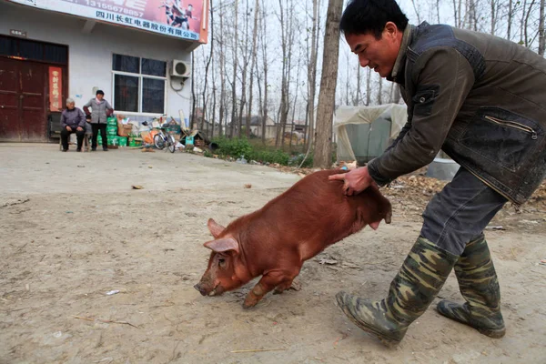 Pig Only Two Legs Seen Walking Village Mengcheng County East — Stock Photo, Image
