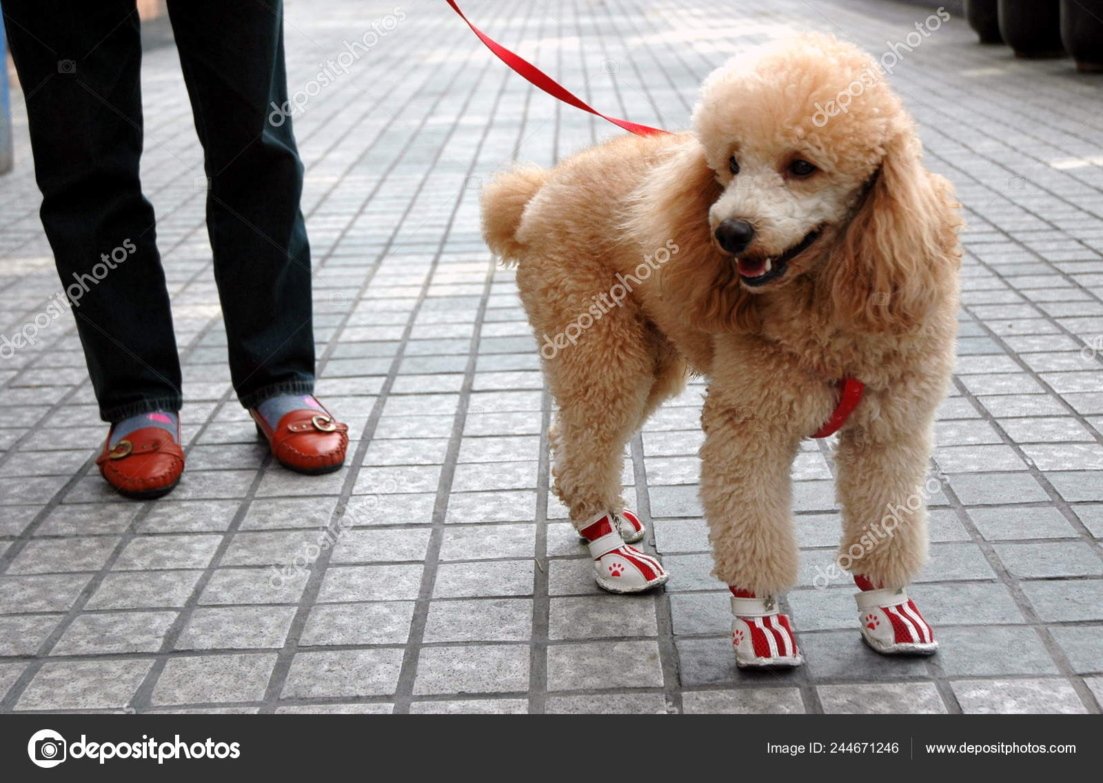 Local Resident Walks Pet Dog Shanghai China November 2009 Stock