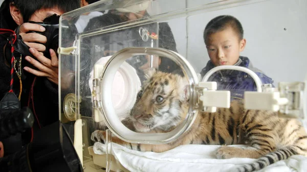 Fotógrafos Chinos Toman Fotos Tigre Del Sur China Días Edad —  Fotos de Stock