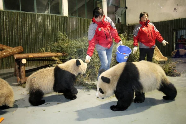 2010年1月5日 星期二 中国饲养员在上海动物园卧龙大熊猫保护区中心双峰峡基地喂养大熊猫 — 图库照片
