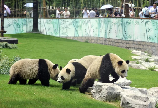 Expo Pandák Séta Gyepen Expo Panda Háza Shanghai Safari Park — Stock Fotó