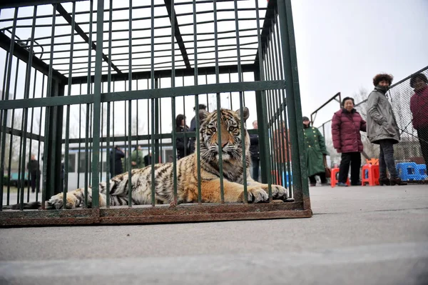 Residentes Chinos Locales Miran Tigre Mantenido Jaula Fuera Centro Deportivo —  Fotos de Stock