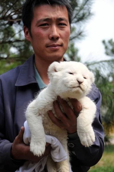 Ένας Εργάτης Του Ζωολογικού Κήπου Δείχνει Ένα Νεογέννητο Λευκό Λιοντάρι — Φωτογραφία Αρχείου