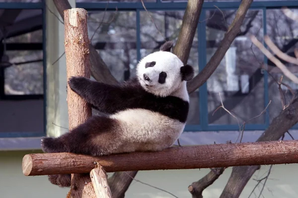 Panda Gigante Para Expo 2010 Juega Zoológico Shanghai Shanghai China — Foto de Stock
