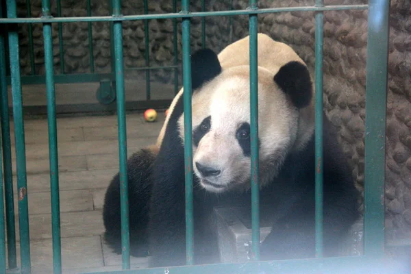 Der Japan Geborene Panda Xing Bang Japanisch Kohin Wird Chengdu — Stockfoto