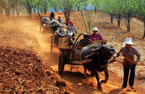 Einheimische Dorfbewohner Fahren Viehwagen Wasser Während Einer Schweren Dürre Dorf — Stockfoto