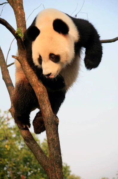 Ein Panda Kühlt Sich Bei Sengendem Wetter Auf Einem Baum — Stockfoto