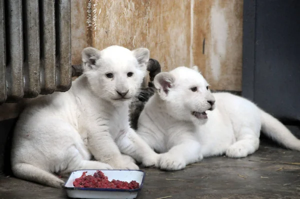 Los Cachorros León Blanco Recién Nacidos Ven Zoológico Harbin Northern —  Fotos de Stock