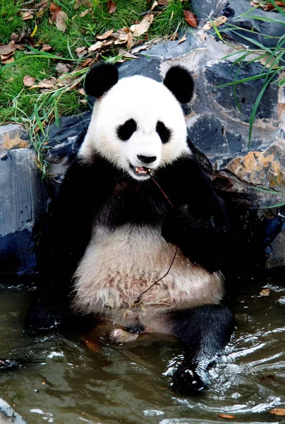2010年8月10日 在中国东部安徽省黄山秀宁生态公园 一只熊猫在炎热的天气里在池塘里降温 — 图库照片