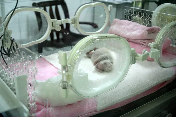 Nouveau Mâle Panda Erxi Juillet Est Gardé Dans Incubateur Base — Photo