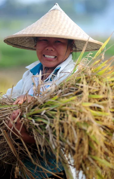 Een Chinese Boer Oogst Rijst Haar Vakgebied Jiaji Town Qionghai — Stockfoto