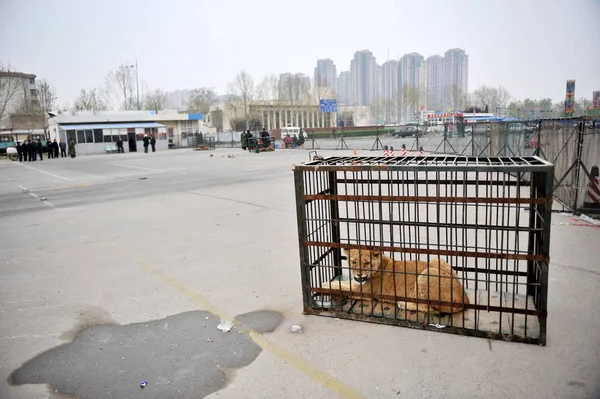 León Del Zoológico Zhengzhou Mantiene Jaula Fuera Centro Deportivo Por — Foto de Stock