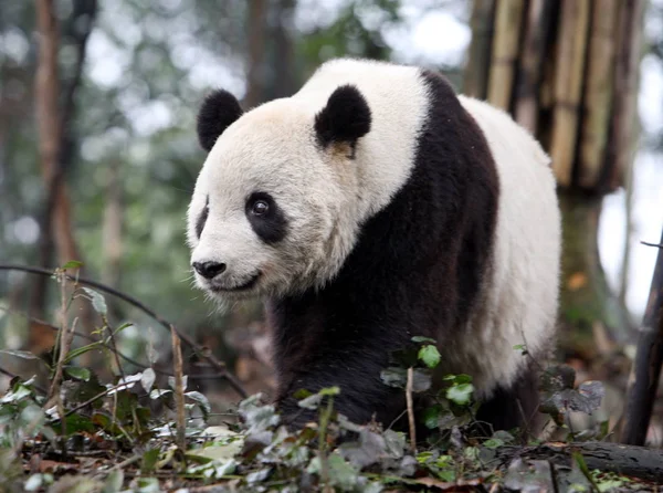 Panda Tai Shan Která Nachází Spojených Státech Prochází Oblasti Bifengxia — Stock fotografie