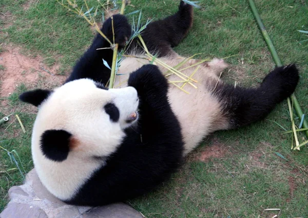 Panda Come Bambúes Frescos Sombra Clima Abrasador Parque Ecológico Xiuning — Foto de Stock