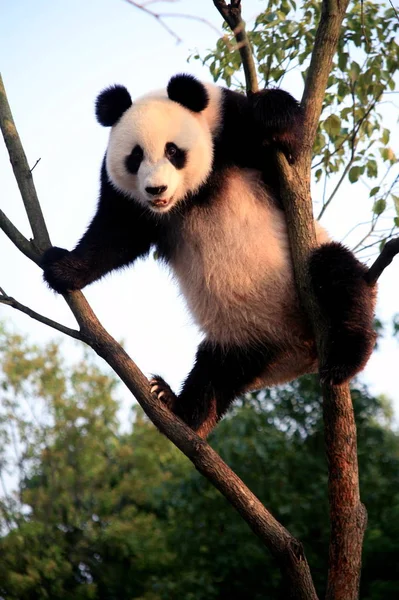 Ein Panda Kühlt Sich Bei Sengendem Wetter Auf Einem Baum — Stockfoto