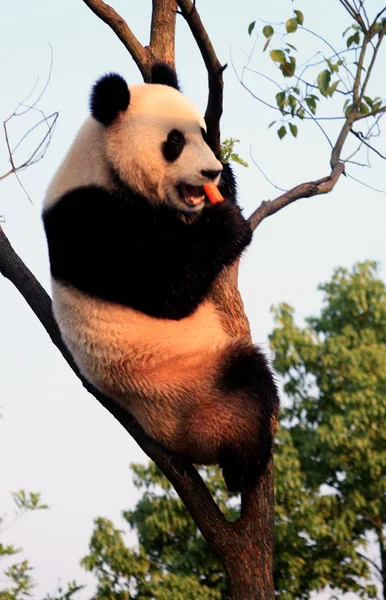 Panda Zjada Marchew Drzewie Upalnych Warunkach Pogodowych Xiuning Ecological Park — Zdjęcie stockowe