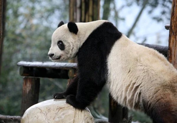 Panda Tai Shan Která Nachází Spojených Státech Prochází Oblasti Bifengxia — Stock fotografie