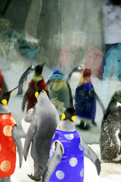 Chinesische Besucher Betrachten Pinguine Tang Anzug Einem Traditionellen Chinesischen Gewand — Stockfoto